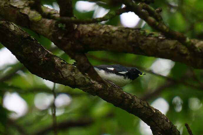 black-throated blue warbler: Jacob Hamer